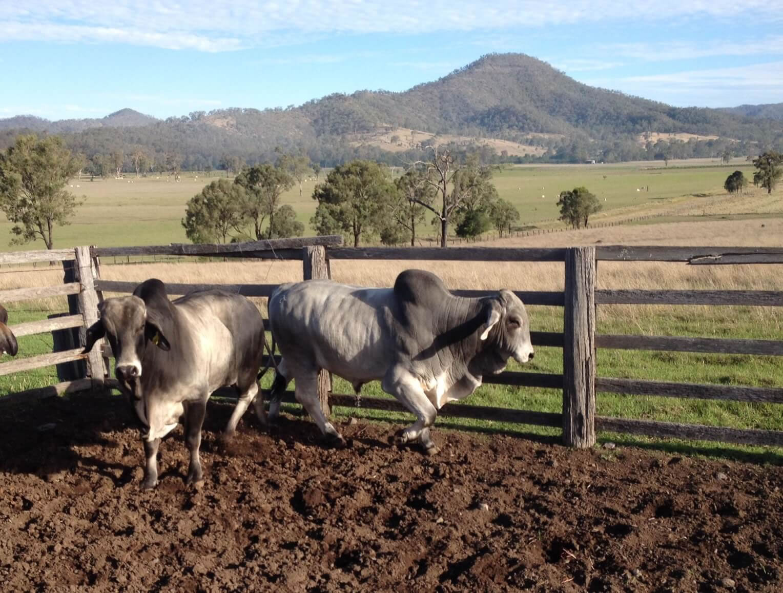 Brahman Bulls at Aroona Station