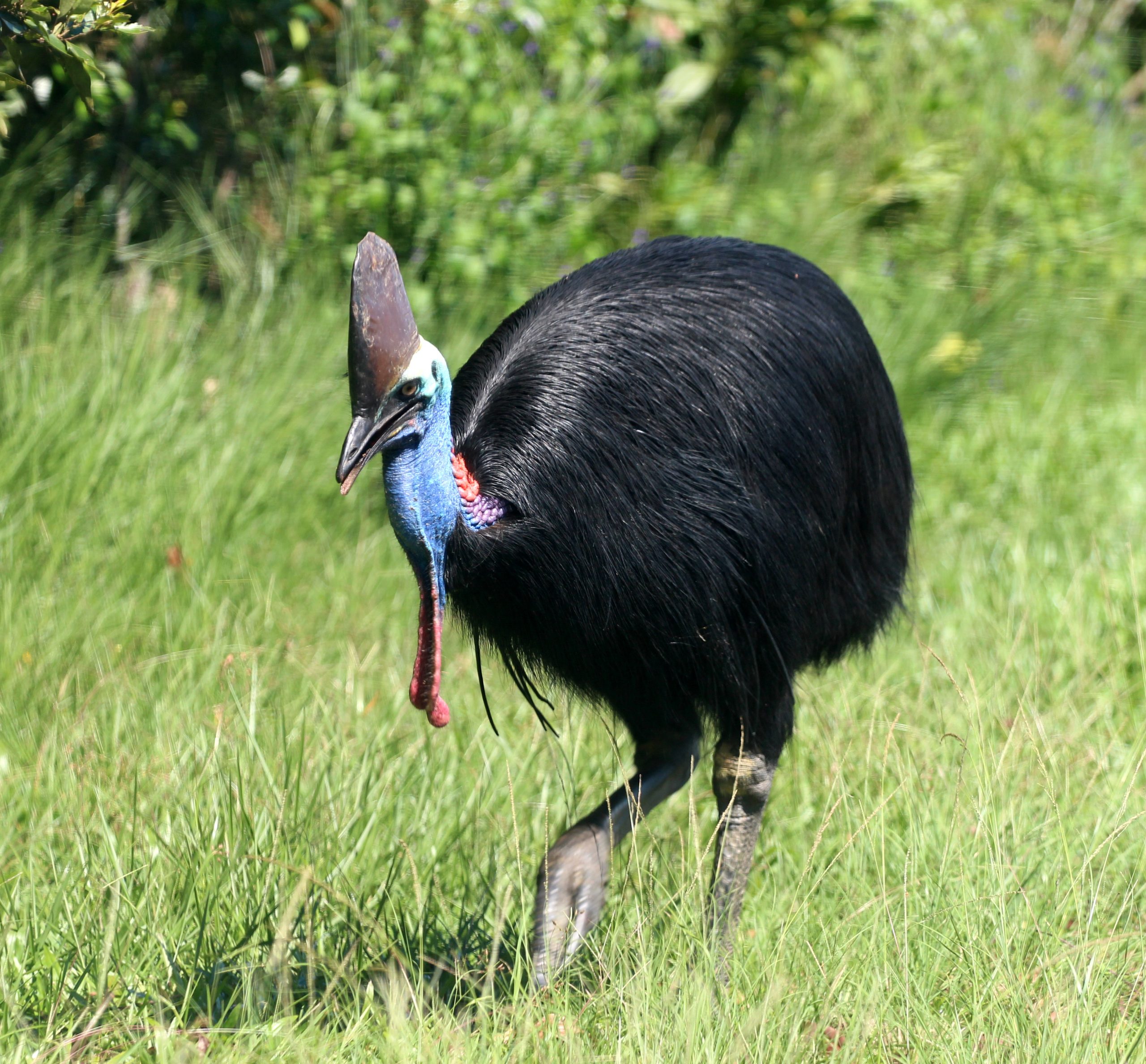Cassowary