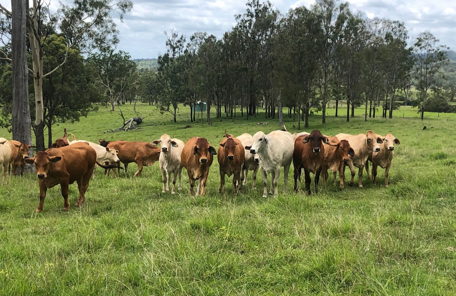 Cows on Aroona Station